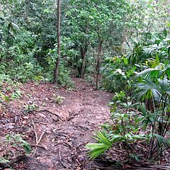 240px Jungle path in the Darién Gap