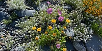 rock garden flowers